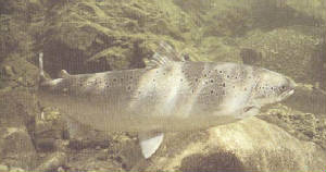 msasalmon Salmon