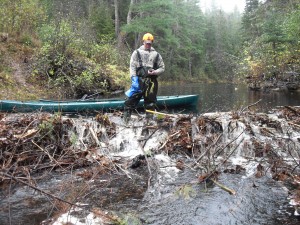 Tyler Coughlan marks the location of an active beaver dam for the trapper