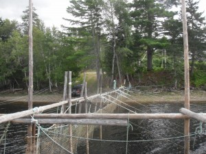 Cassilis Smolt Trap