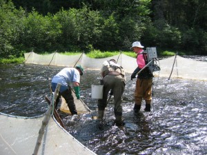 Electrofishing a DFO closed site on the Cains River Electrofishing a DFO closed site on the Cains River