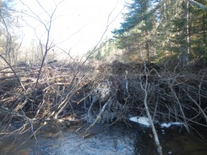 Porter Brook 1 before